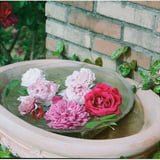 薔薇