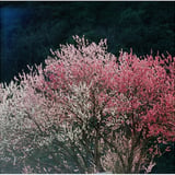 桜桃