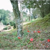 落花