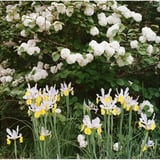 菖蒲と紫陽花
