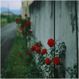 路傍の薔薇