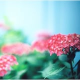 紫陽花