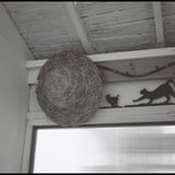 黒猫