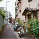 カブ