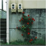 路傍の薔薇