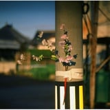 ZEISS IKON Contax IIa　／　Sonnar50mmF1.5T　