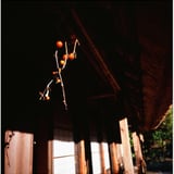 紅い実
