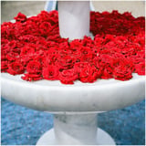 薔薇