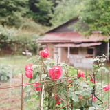 路傍の薔薇