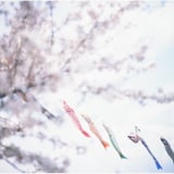 桜と鯉