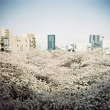 桜海