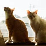 愛猫