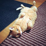 フワフワのﾈｺﾁｪﾝ