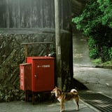 2008.5.2　犬がついてきた