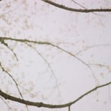 sakura1