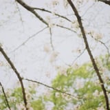 sakura2