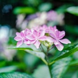 庭の紫陽花