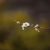 一枝の花