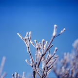 雲仙仁田峠の霧氷
