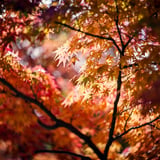 木漏れ日と紅葉
