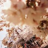 地元の桜