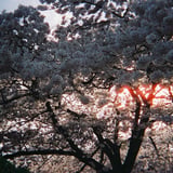 Halation cherry blossoms