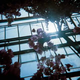 ついでの花