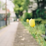 道に咲く
