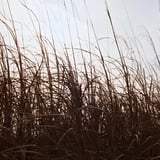 3月のススキ
