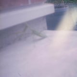 Praying Mantis