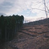 整備後の山々