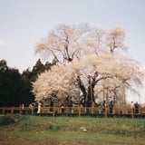 戸津辺の桜 2
