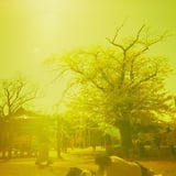 Yellow Park