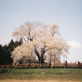 戸津辺の桜