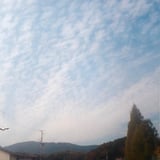 ウロコグモ