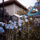桔梗の花よ、元気になれ