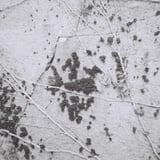 岩に蒸す苔たち