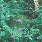 岩、苔、木々
