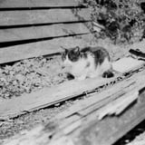 寝ぼけ眼の猫