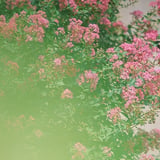 輝く花玉
