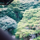 深緑