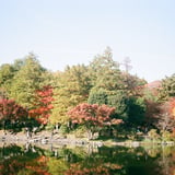 🍁