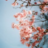 🌸
