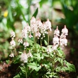 Tiarella