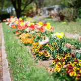 🌷