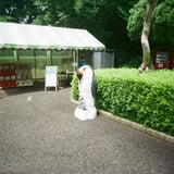 仲良し親子🐧