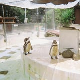 モコモコ🐧
