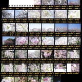 八重桜
