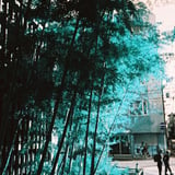 緑の世界