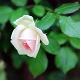 薔薇2025